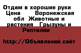 Отдам в хорошие руки  › Цена ­ 0 - Воронежская обл. Животные и растения » Грызуны и Рептилии   